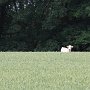 <br />...eine freilaufende Kuh.....