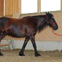 <br />Ornella Zak - Dales Pony